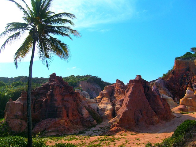 Free Coconut Tree Dunes photo and picture