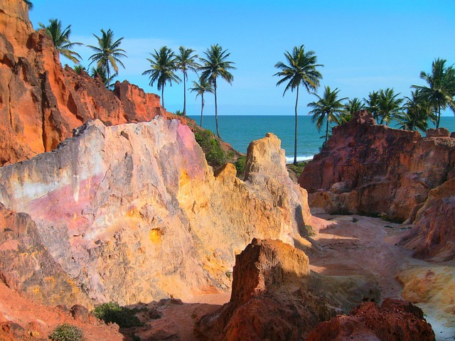 Free Coconut Trees Cliffs photo and picture
