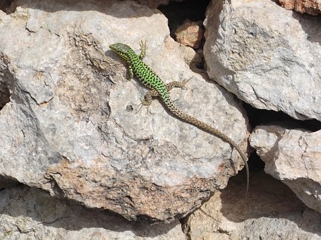 Free Lizard Nature photo and picture