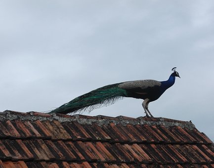 Free Peacock Rooftop photo and picture