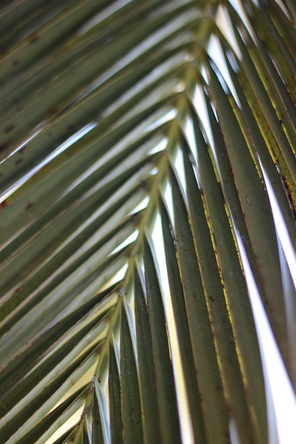 Free Palm Leaf Nature photo and picture