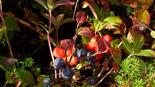 Free Berries Blueberry photo and picture