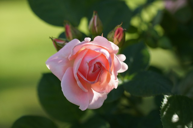 Blomst, Rosenblomst, Blomst Tapet, Rose