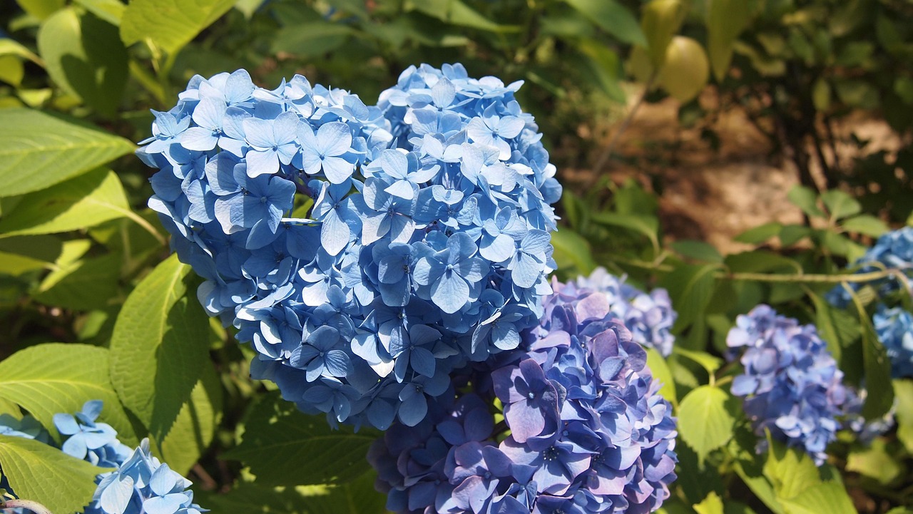 Flower Hydrangea Free photo on Pixabay Pixabay