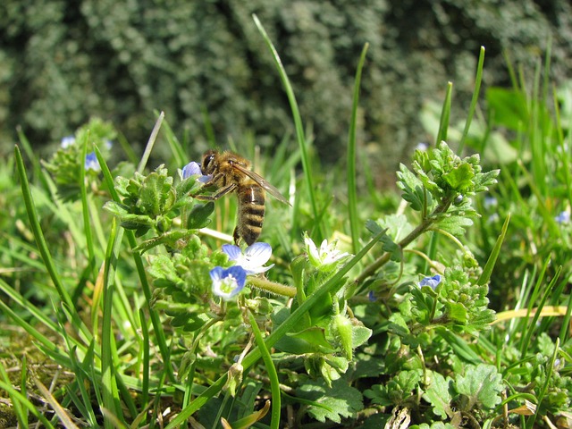 Free Spring Bee photo and picture