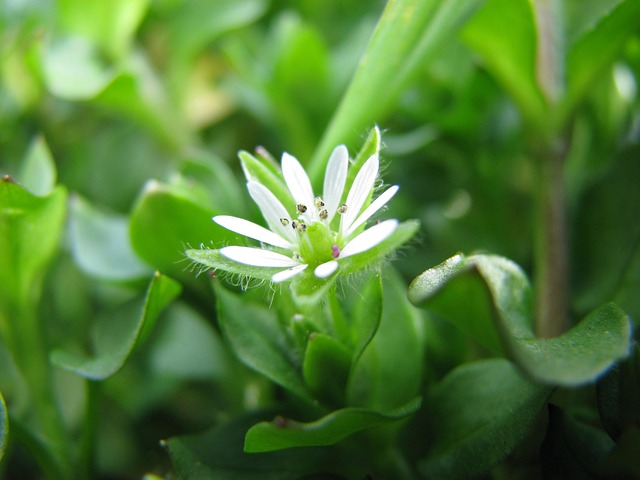 Free Spring Flower photo and picture
