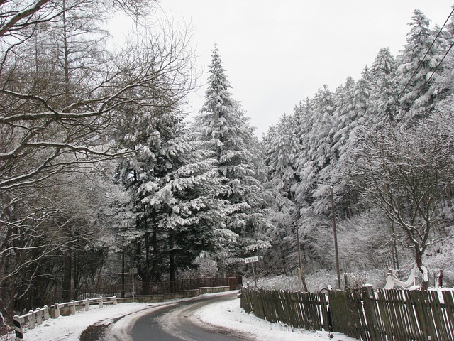 Free Winter Pine photo and picture