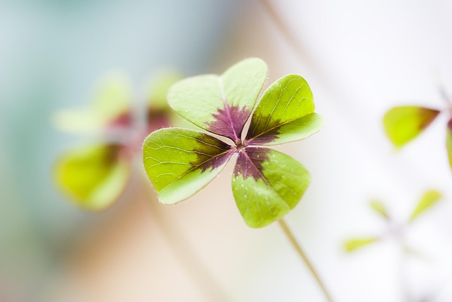 clover, lucky clover, happiness, lucky charm, green, shamrocks, plant, vierblättrig, lucky messenger, nature, four leaf clover, auspicious symbols, forest, leaves, wishes, clover, clover, clover, clover, clover, wishes, wishes