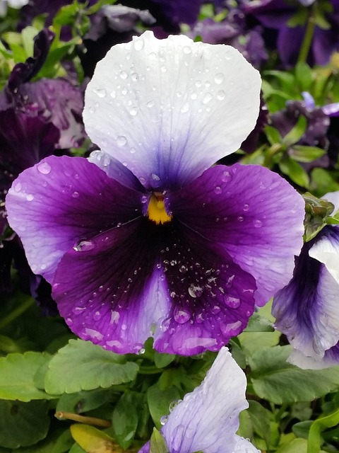 Free Pansy Purple photo and picture