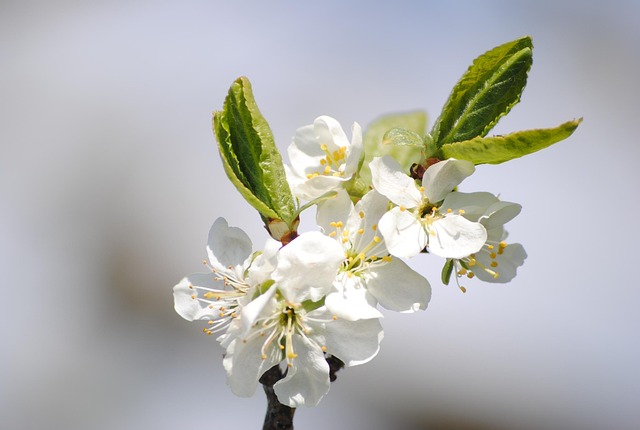 Blumen, Natur, Apfelbäume, Blatt