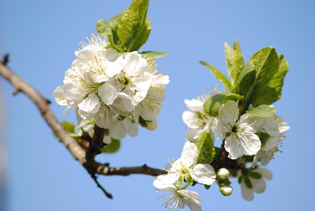 Blumen, Blumentapete, Blumen Hintergrund