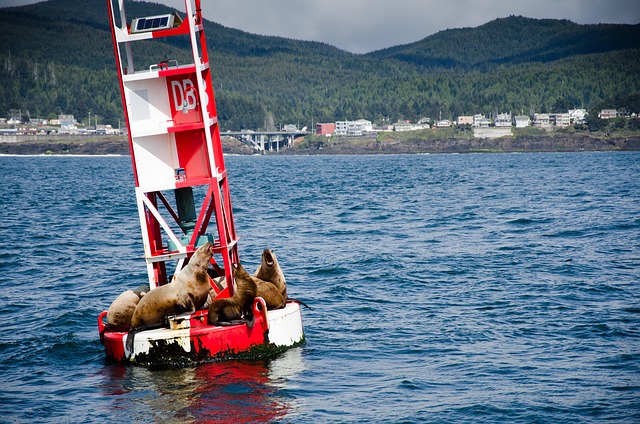 Free Sea Sea Lion photo and picture