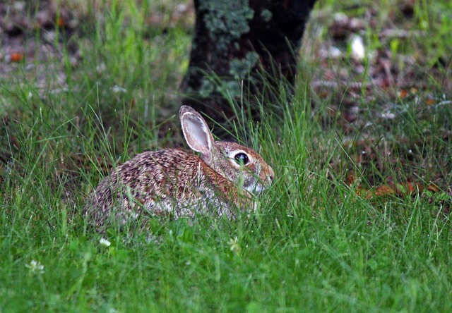 Iepuraș, Iepure, Natura, Iepure De Câmp