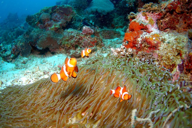 Duiken, Onderwater, Oceaan