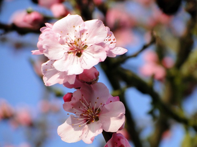 Flor De Almendro, Inicio De La Primavera