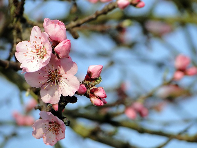 Flor De Almendro, Inicio De La Primavera