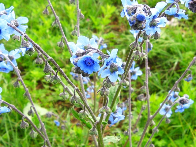 Free Flower Blue photo and picture