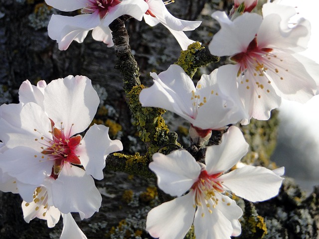 Flor De Almendro, Inicio De La Primavera