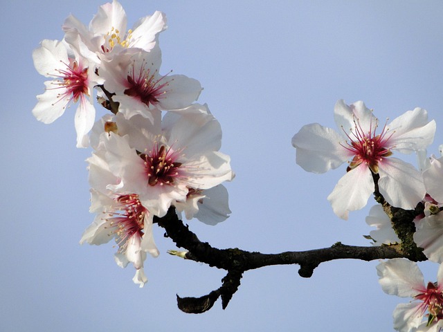Flor De Almendro, Inicio De La Primavera