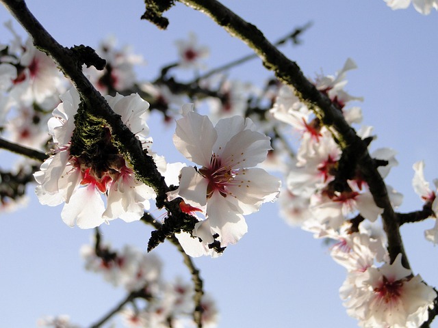 Flor De Almendro, Inicio De La Primavera