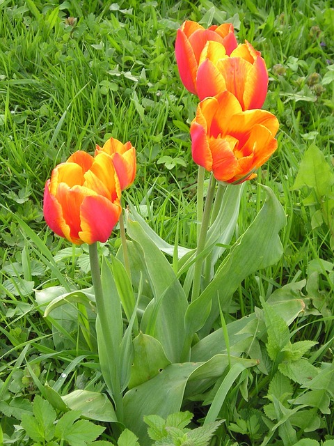 Free Tulip Grass photo and picture