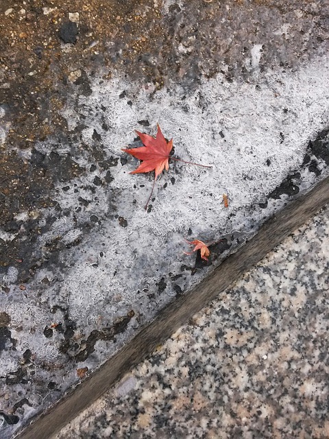 Blätter, Ahornblatt, Eis