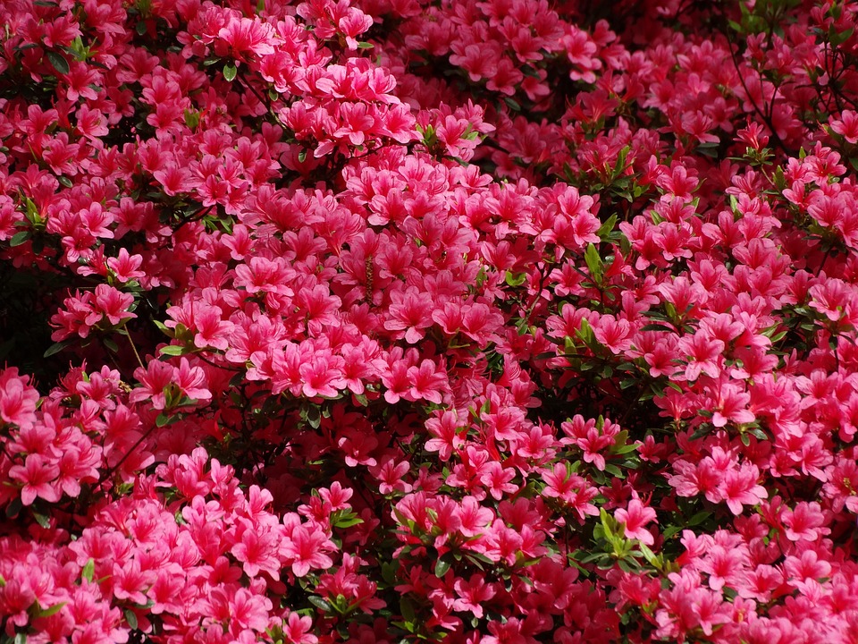 Azalea Color De Rosa Keukenhof - Foto gratis en Pixabay - Pixabay