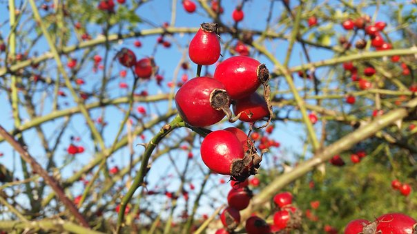 Free Hip Macro photo and picture