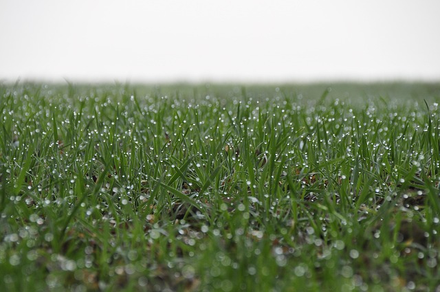 Gras, Tautropfen, Grün, Natur, Feld