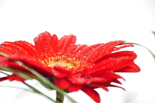 Blume, Rot, Tautropfen, Weiß, Makro