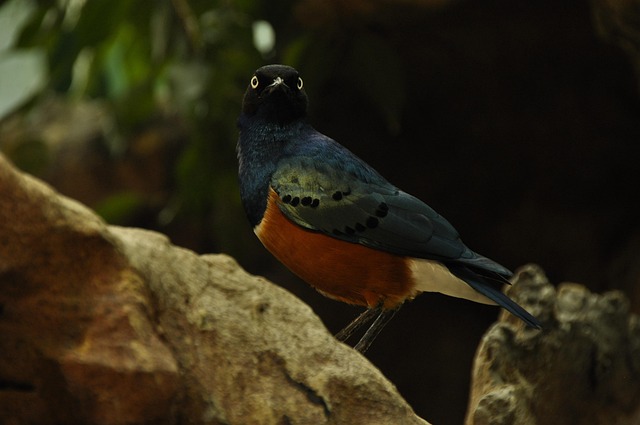 Vogel, Bunt, Federn, Vögel, Tier, Natur
