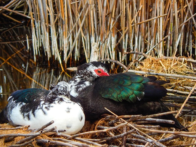 Stockente, Die Nadel, Vogel, Fauna