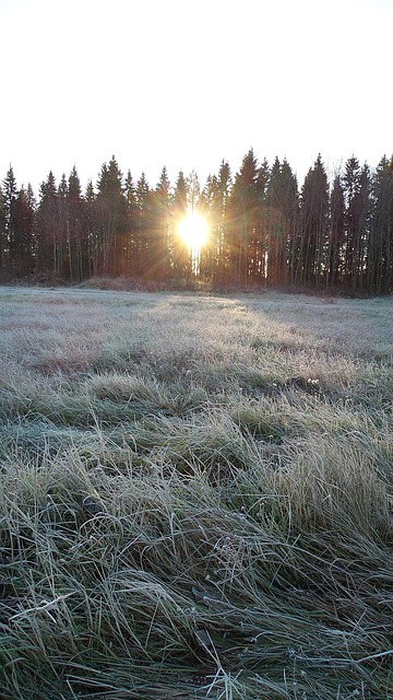 Free Frost Winter photo and picture