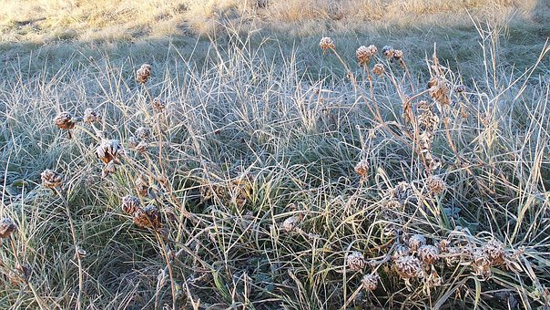 Free Frost Winter photo and picture