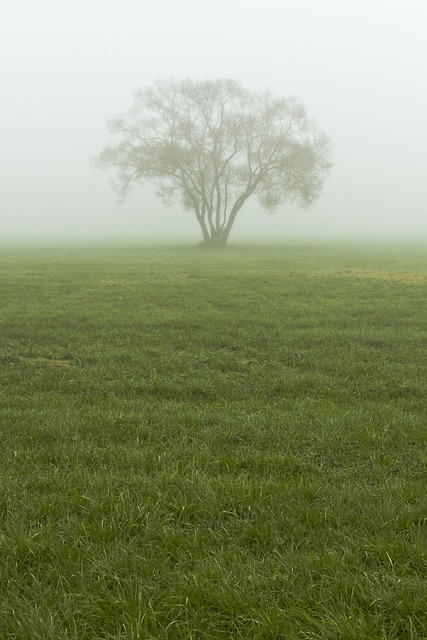 Free Fog Mist photo and picture