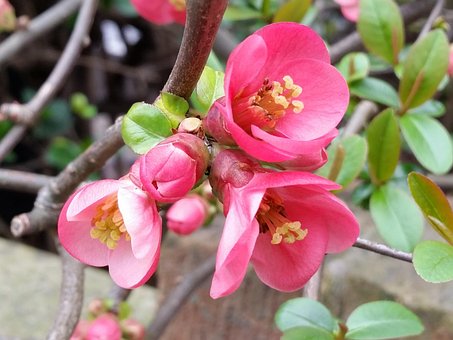 Free Quince Flower Wallpaper photo and picture