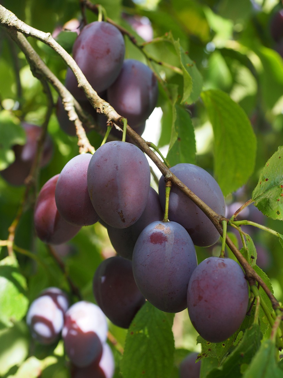 Plums Plum Tree Fruit Free photo on Pixabay Pixabay