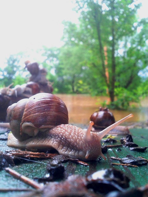 Free Snail Animal photo and picture