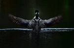 loonie, nature, lake