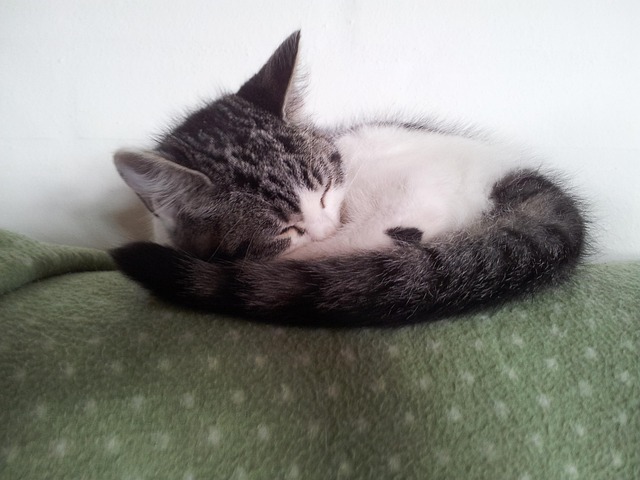 Free Cat Killing photo and picture