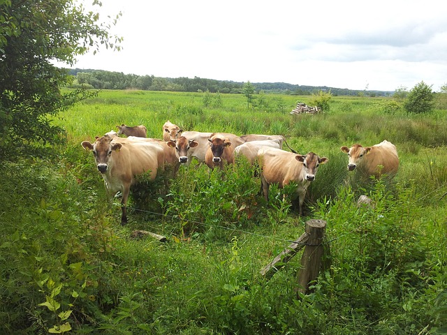 Free Cows Nature photo and picture