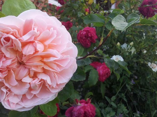 Free Garden Flowers photo and picture
