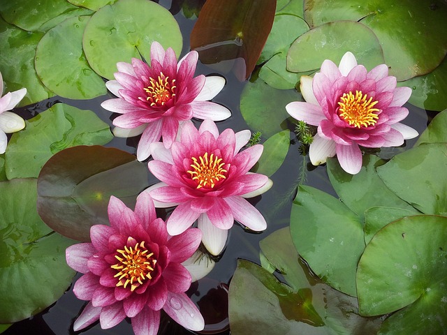 Free Water Lilies Flowers photo and picture