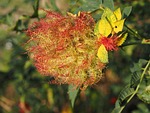 plant galle, sleeping rose apple, sleeping apple