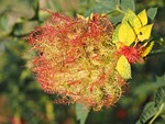 plant galle, sleeping rose apple, sleeping apple