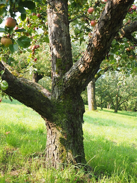 Tree Trunk Stem Apple Fruit Free Photo On Pixabay Tree Trunk Stem Apple Fruit Free Photo On Pixabay