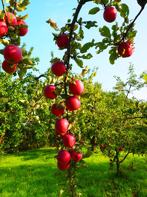 Apples Apple Tree Fruit - Free photo on Pixabay