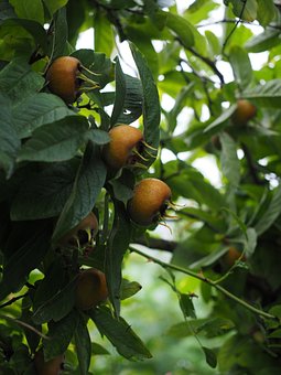 Mispel, Fruit, Mespilus Germanica