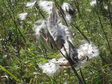 Free Milkweed Seeds photo and picture