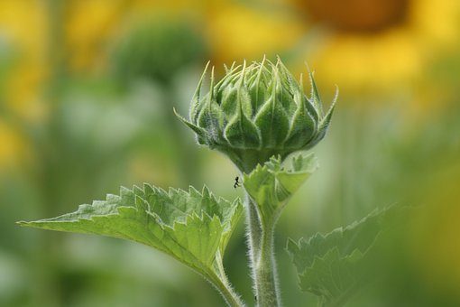 Free Sunflower Ant photo and picture